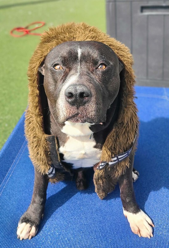 Picture of the Animal Listed